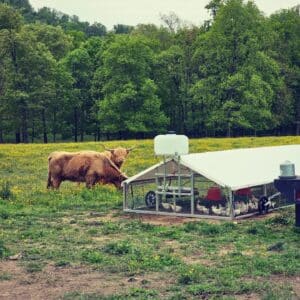 broiler coop for sale in ireland