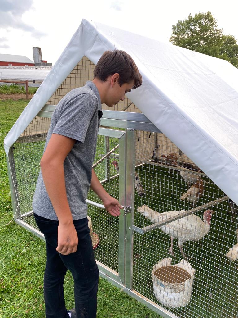 feeding turkeys in turkey coop