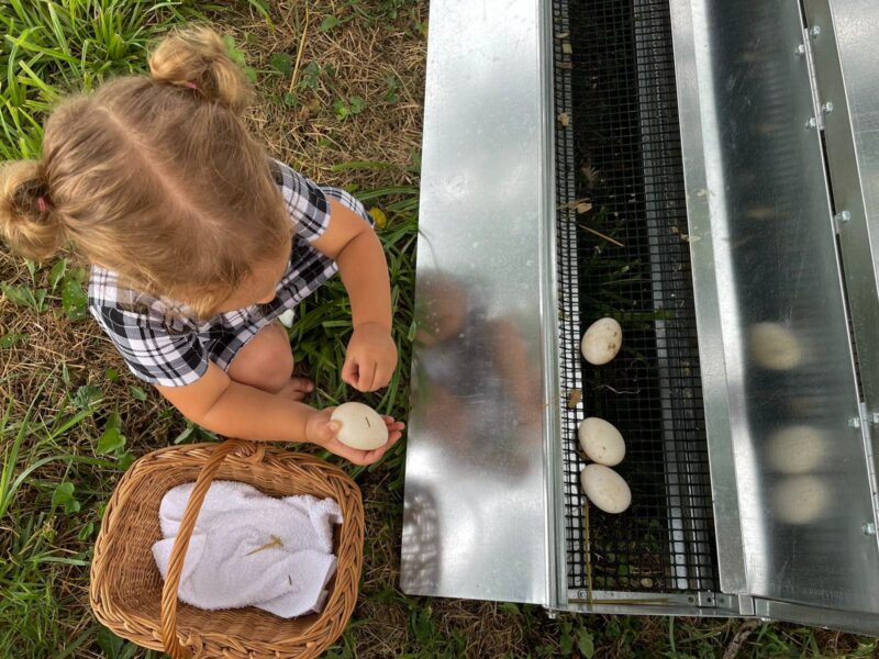 gathering eggs in mobile duck coops