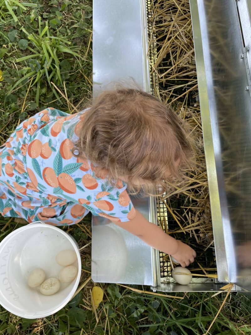 mobile duck coop 10x12 1 rotated 1