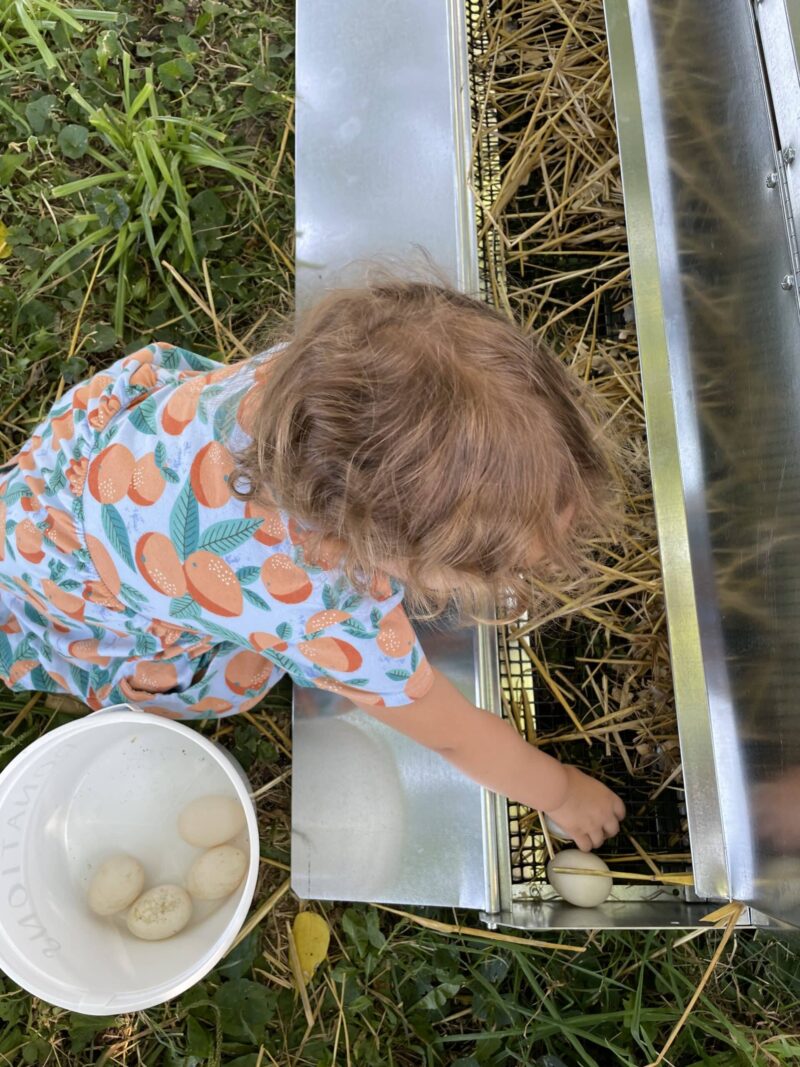 rolaway nesting box for kids scaled 1